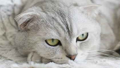 kaiyun sports-世界羽联超级系列赛印尼站，中国选手表现抢眼，印尼羽毛球世界冠军